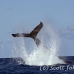 whale_humpback_sb_h_0613_dom0634.jpg